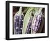 Purple Corn Displayed in Market, Cuzco, Peru-Merrill Images-Framed Photographic Print