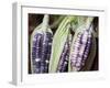 Purple Corn Displayed in Market, Cuzco, Peru-Merrill Images-Framed Photographic Print