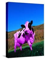 Purple Cow in a Field-Lynn M^ Stone-Stretched Canvas