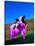 Purple Cow in a Field-Lynn M^ Stone-Stretched Canvas