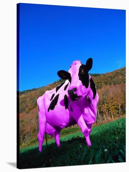 Purple Cow in a Field-Lynn M^ Stone-Stretched Canvas