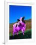 Purple Cow in a Field-Lynn M^ Stone-Framed Photographic Print