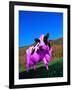 Purple Cow in a Field-Lynn M^ Stone-Framed Photographic Print