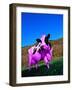 Purple Cow in a Field-Lynn M^ Stone-Framed Photographic Print