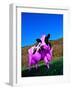 Purple Cow in a Field-Lynn M^ Stone-Framed Photographic Print