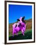 Purple Cow in a Field-Lynn M^ Stone-Framed Photographic Print