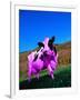 Purple Cow in a Field-Lynn M^ Stone-Framed Photographic Print