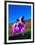 Purple Cow in a Field-Lynn M^ Stone-Framed Photographic Print