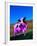 Purple Cow in a Field-Lynn M^ Stone-Framed Photographic Print