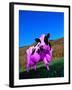 Purple Cow in a Field-Lynn M^ Stone-Framed Photographic Print