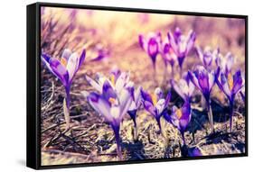 Purple Crocus Flower on the Spring Meadow. Carpathian, Ukraine, Europe. Beauty World. Retro Filtere-Leonid Tit-Framed Stretched Canvas