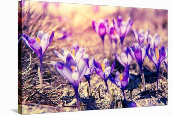 Purple Crocus Flower on the Spring Meadow. Carpathian, Ukraine, Europe. Beauty World. Retro Filtere-Leonid Tit-Stretched Canvas