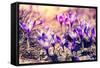 Purple Crocus Flower on the Spring Meadow. Carpathian, Ukraine, Europe. Beauty World. Retro Filtere-Leonid Tit-Framed Stretched Canvas