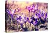 Purple Crocus Flower on the Spring Meadow. Carpathian, Ukraine, Europe. Beauty World. Retro Filtere-Leonid Tit-Stretched Canvas