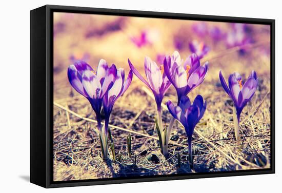 Purple Crocus Flower on the Spring Meadow. Carpathian, Ukraine, Europe. Beauty World. Retro Filtere-Leonid Tit-Framed Stretched Canvas