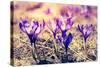 Purple Crocus Flower on the Spring Meadow. Carpathian, Ukraine, Europe. Beauty World. Retro Filtere-Leonid Tit-Stretched Canvas