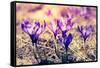 Purple Crocus Flower on the Spring Meadow. Carpathian, Ukraine, Europe. Beauty World. Retro Filtere-Leonid Tit-Framed Stretched Canvas