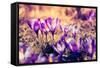 Purple Crocus Flower on the Spring Meadow. Carpathian, Ukraine, Europe. Beauty World. Retro Filtere-Leonid Tit-Framed Stretched Canvas