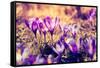 Purple Crocus Flower on the Spring Meadow. Carpathian, Ukraine, Europe. Beauty World. Retro Filtere-Leonid Tit-Framed Stretched Canvas