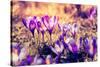 Purple Crocus Flower on the Spring Meadow. Carpathian, Ukraine, Europe. Beauty World. Retro Filtere-Leonid Tit-Stretched Canvas