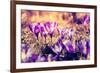 Purple Crocus Flower on the Spring Meadow. Carpathian, Ukraine, Europe. Beauty World. Retro Filtere-Leonid Tit-Framed Photographic Print