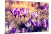 Purple Crocus Flower on the Spring Meadow. Carpathian, Ukraine, Europe. Beauty World. Retro Filtere-Leonid Tit-Mounted Photographic Print