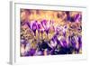 Purple Crocus Flower on the Spring Meadow. Carpathian, Ukraine, Europe. Beauty World. Retro Filtere-Leonid Tit-Framed Photographic Print