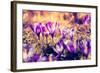 Purple Crocus Flower on the Spring Meadow. Carpathian, Ukraine, Europe. Beauty World. Retro Filtere-Leonid Tit-Framed Photographic Print