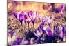 Purple Crocus Flower on the Spring Meadow. Carpathian, Ukraine, Europe. Beauty World. Retro Filtere-Leonid Tit-Mounted Photographic Print