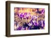 Purple Crocus Flower on the Spring Meadow. Carpathian, Ukraine, Europe. Beauty World. Retro Filtere-Leonid Tit-Framed Photographic Print