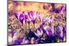 Purple Crocus Flower on the Spring Meadow. Carpathian, Ukraine, Europe. Beauty World. Retro Filtere-Leonid Tit-Mounted Photographic Print