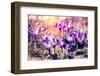 Purple Crocus Flower on the Spring Meadow. Carpathian, Ukraine, Europe. Beauty World. Retro Filtere-Leonid Tit-Framed Photographic Print