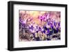 Purple Crocus Flower on the Spring Meadow. Carpathian, Ukraine, Europe. Beauty World. Retro Filtere-Leonid Tit-Framed Photographic Print