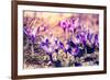 Purple Crocus Flower on the Spring Meadow. Carpathian, Ukraine, Europe. Beauty World. Retro Filtere-Leonid Tit-Framed Photographic Print