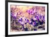 Purple Crocus Flower on the Spring Meadow. Carpathian, Ukraine, Europe. Beauty World. Retro Filtere-Leonid Tit-Framed Photographic Print