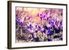 Purple Crocus Flower on the Spring Meadow. Carpathian, Ukraine, Europe. Beauty World. Retro Filtere-Leonid Tit-Framed Photographic Print