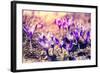 Purple Crocus Flower on the Spring Meadow. Carpathian, Ukraine, Europe. Beauty World. Retro Filtere-Leonid Tit-Framed Photographic Print