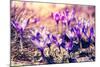 Purple Crocus Flower on the Spring Meadow. Carpathian, Ukraine, Europe. Beauty World. Retro Filtere-Leonid Tit-Mounted Photographic Print