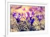 Purple Crocus Flower on the Spring Meadow. Carpathian, Ukraine, Europe. Beauty World. Retro Filtere-Leonid Tit-Framed Photographic Print