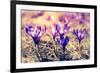 Purple Crocus Flower on the Spring Meadow. Carpathian, Ukraine, Europe. Beauty World. Retro Filtere-Leonid Tit-Framed Photographic Print