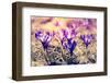 Purple Crocus Flower on the Spring Meadow. Carpathian, Ukraine, Europe. Beauty World. Retro Filtere-Leonid Tit-Framed Photographic Print