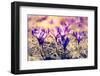 Purple Crocus Flower on the Spring Meadow. Carpathian, Ukraine, Europe. Beauty World. Retro Filtere-Leonid Tit-Framed Photographic Print