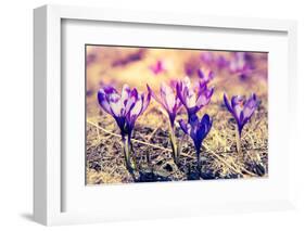 Purple Crocus Flower on the Spring Meadow. Carpathian, Ukraine, Europe. Beauty World. Retro Filtere-Leonid Tit-Framed Photographic Print