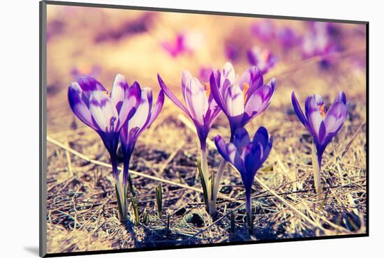 Purple Crocus Flower on the Spring Meadow. Carpathian, Ukraine, Europe. Beauty World. Retro Filtere-Leonid Tit-Mounted Photographic Print