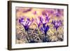 Purple Crocus Flower on the Spring Meadow. Carpathian, Ukraine, Europe. Beauty World. Retro Filtere-Leonid Tit-Framed Photographic Print