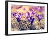 Purple Crocus Flower on the Spring Meadow. Carpathian, Ukraine, Europe. Beauty World. Retro Filtere-Leonid Tit-Framed Photographic Print