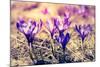 Purple Crocus Flower on the Spring Meadow. Carpathian, Ukraine, Europe. Beauty World. Retro Filtere-Leonid Tit-Mounted Photographic Print