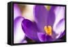 Purple Crocus, Picture Frame, Macro-Niki Haselwanter-Framed Stretched Canvas