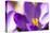 Purple Crocus, Picture Frame, Macro-Niki Haselwanter-Stretched Canvas