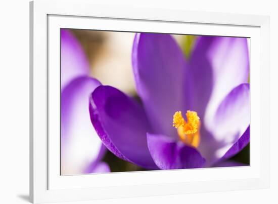 Purple Crocus, Picture Frame, Macro-Niki Haselwanter-Framed Photographic Print